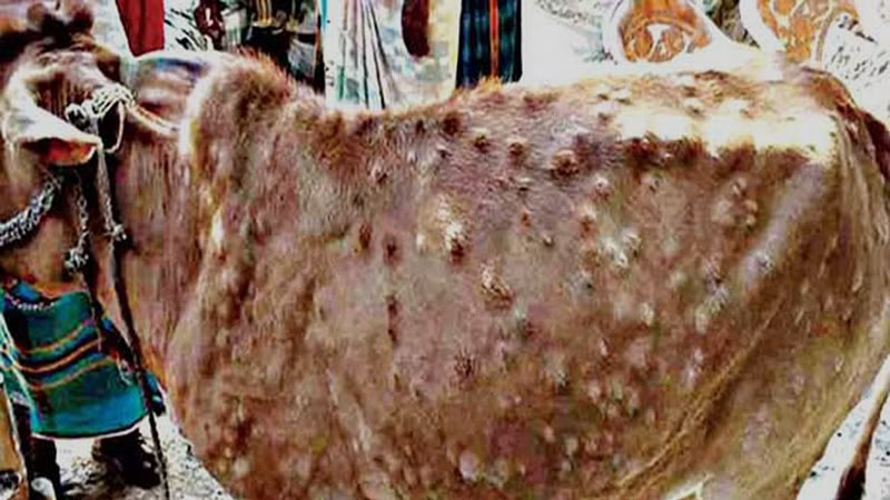 Lumpy skin disease in cattle spreads to over 8 states/UTs; 7,300 animals  dead so far - Jammu Kashmir Latest News | Tourism | Breaking News J&K