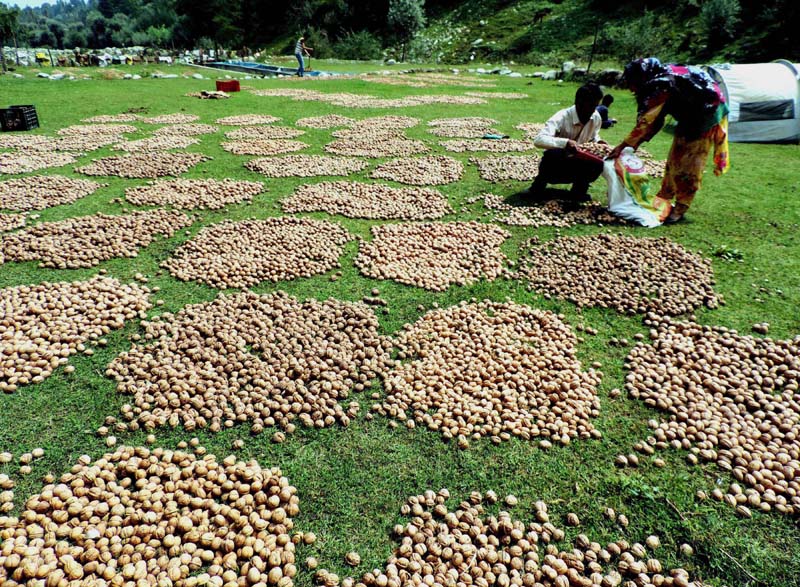 Walnut production in Kashmir valley has considerably decreased this year due to climate change. This claim is made by the growers of village Branwar in Chadoora tehsil of Budgam district. (UNI )