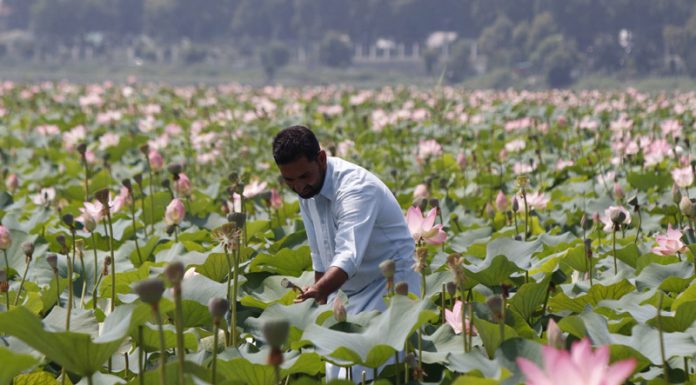 A man plucking lotus fruits in floating garden at Dal lake in Srinagar. —Excelsior/Shakeel
