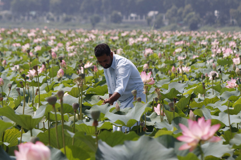 A man plucking lotus fruits in floating garden at Dal lake in Srinagar. —Excelsior/Shakeel