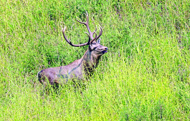 Protecting Wildlife of Jammu & Kashmir - Jammu Kashmir Latest News |  Tourism | Breaking News J&K