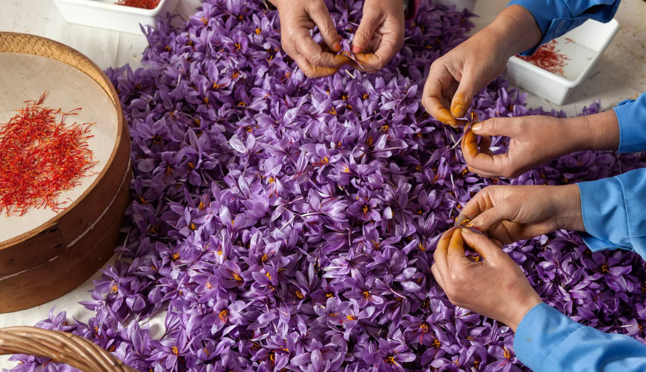 Kashmir Likely To Witness Bumper Saffron Harvest This Year - Daily ...