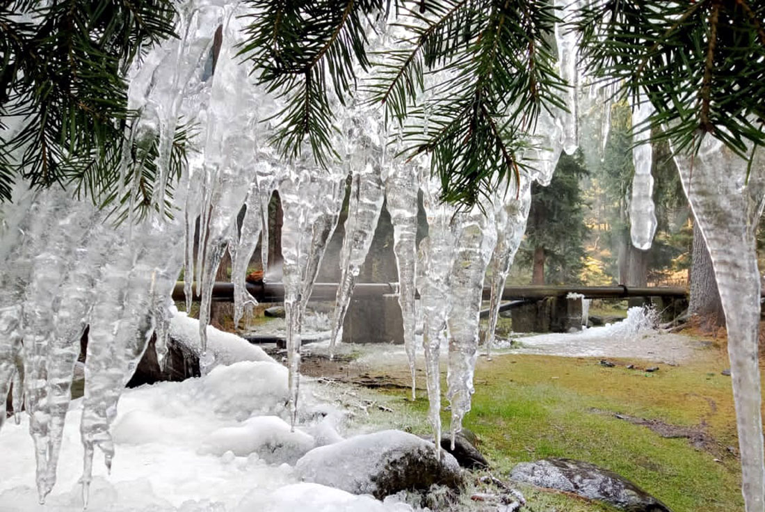 View of icicles hanging with a tree on the outskirts of Srinagar due to a severe drop in temperature on Tuesday.(UNI)