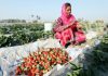 A woman picks strawberries from a farm at R S Pura in Jammu on Tuesday. -Excelsior/Rakesh