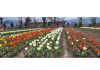 A view of tulip flowers blooming in a garden at Kud in Udhampur district. (UNI)