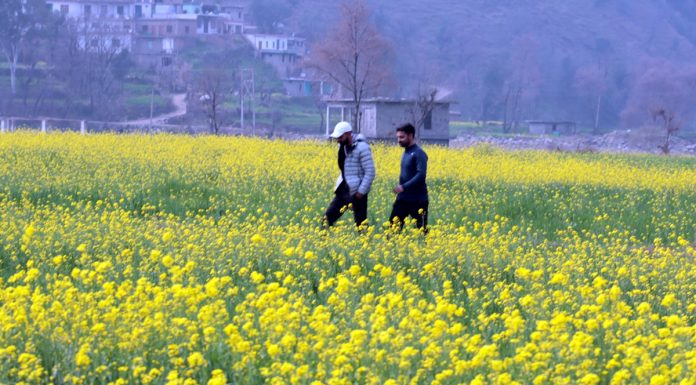 People walk in a mustard field at Mendhar. — Excelsior/Rahi Kapoor