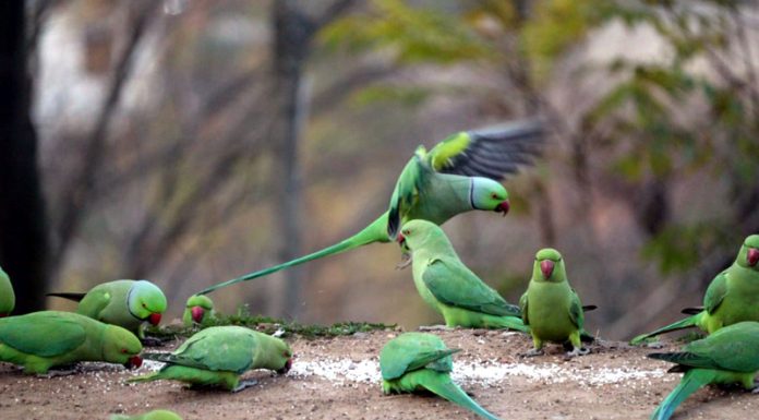 Parrots enjoy food in a field at Mendhar. —Excelsior/Rahi Kapoor