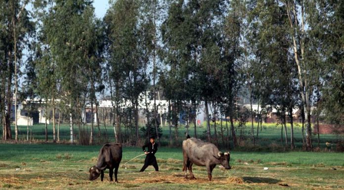 A nomad boy grazing cattle on the outskirts of Jammu. -Excelsior/Rakesh
