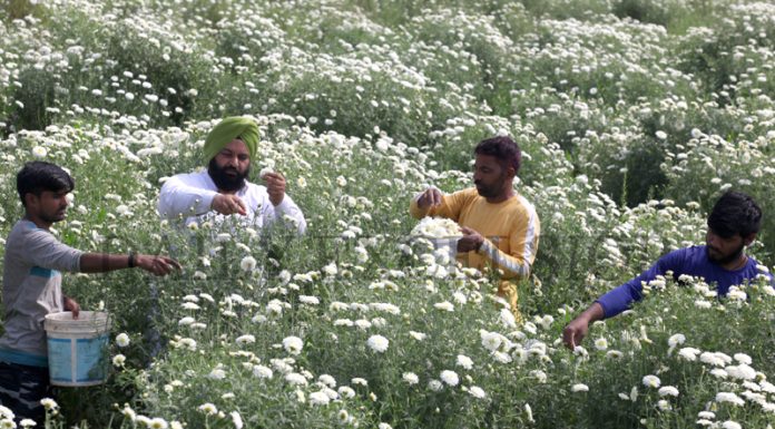 Farmers collect flowers from a field on the outskirts of Jammu. -Excelsior/Rakesh