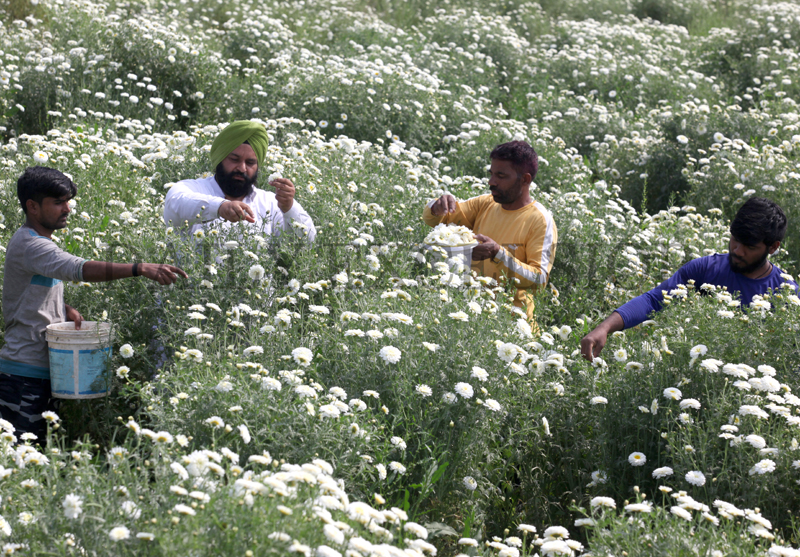 Farmers collect flowers from a field on the outskirts of Jammu. -Excelsior/Rakesh