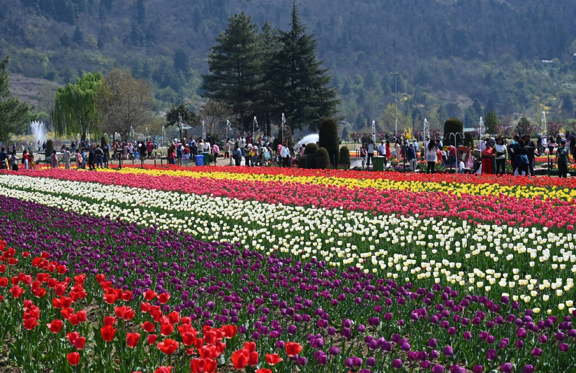 Srinagar's Tulip Garden Enthrals More Than 1 Lakh Visitors Within 10