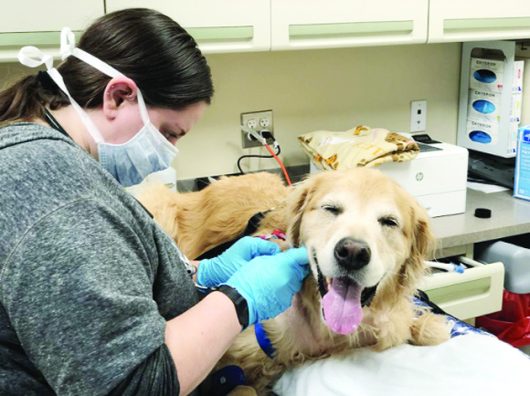 Hemodialysis in dogs - Daily Excelsior