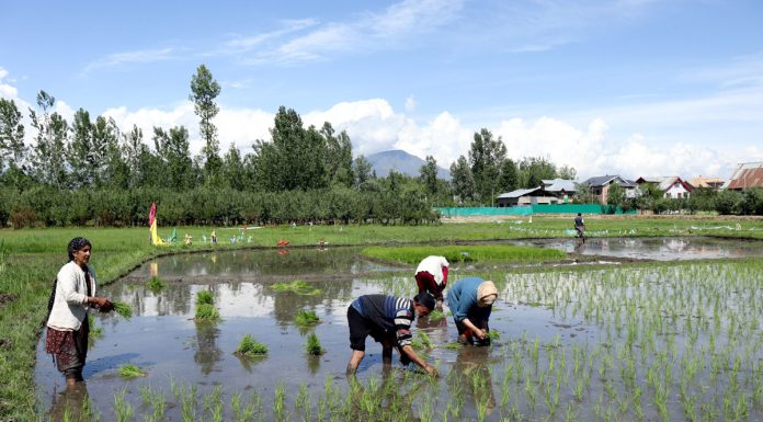 A farmer family busy in planting paddy saplings at Hakripora in South Kashmir’s Pulwama district on Thursday. -Excelsior/Younis Khaliq
