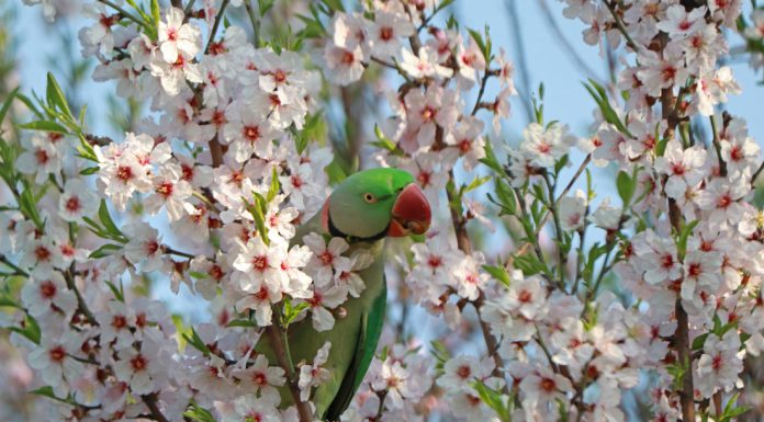 A parrot rests on almond flowers at Badamwari Garden in Srinagar. -Excelsior/Shakeel