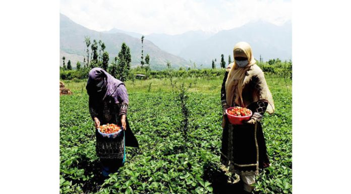 Farmers harvesting famous Kashmiri strawberry crop at Gaasu Khimber on the outskirts of Srinagar on Monday. (UNI)
