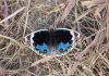 Blue pansy: 'Butterfly'of J&K