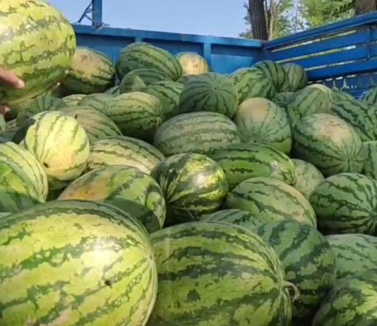 The Juicy Watermelon Brings Good Business To Kashmir Farmers