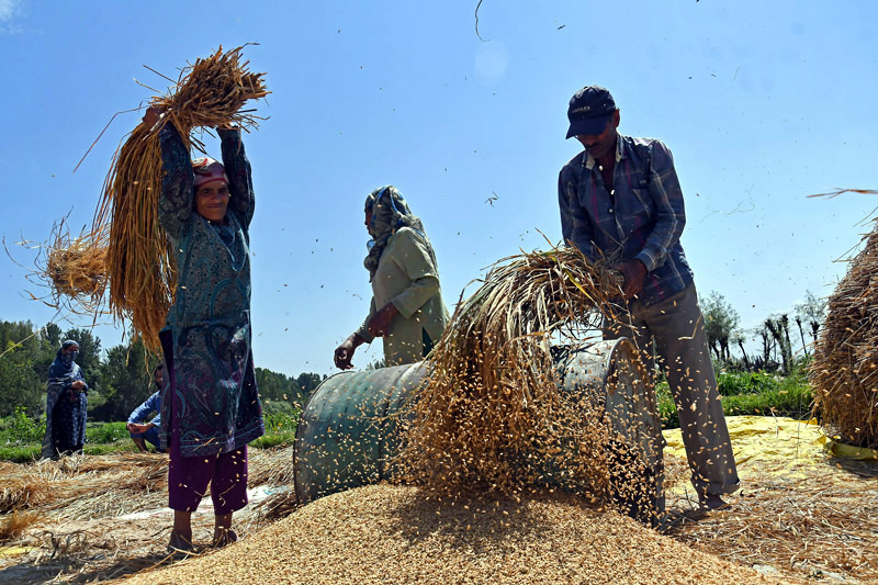Farmers seen thrashing paddy at a field during the harvest season in Ganderbal district. -Excelsior/Shakeel