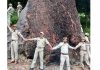 Cops surround the giant tree in Doda. -Excelsior/Tilak Raj