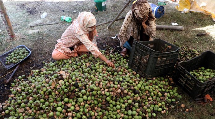 Farmers dry walnuts after removing their green husks and cleaning process during the harvesting season at a village in Anantnag on Thursday.(UNI)