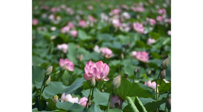 Lotus flowers bloom in Dal lake at Srinagar. -Excelsior/Shakeel