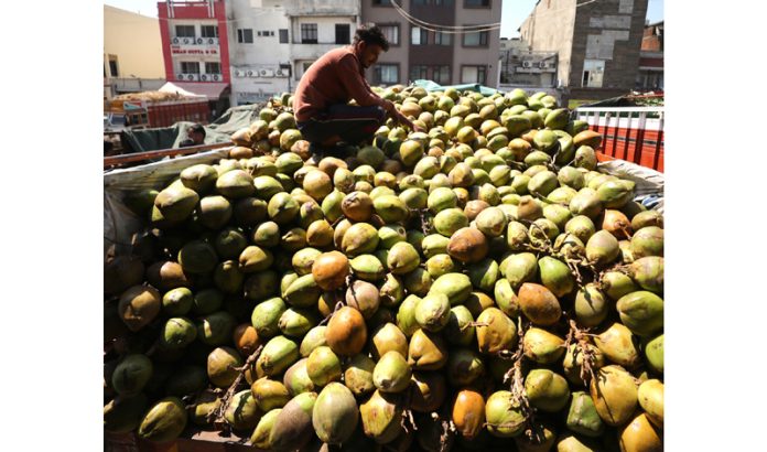 A labourer unloads coconuts from a truck at Narwal Fruit Mandi in Jammu. —Excelsior/Rakesh