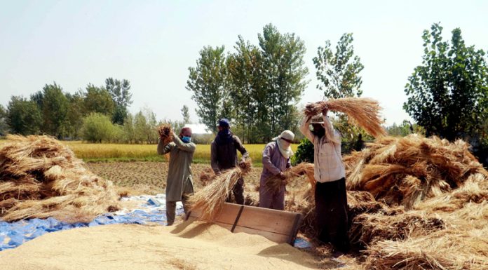 Farmers working in a paddy field on the outskirts of Srinagar on Wednesday. (UNI)