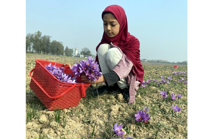 A girl posing for a picture with handful of saffron blooms and a bucket of flowers in the uplands of Pampore in South Kashmir’s Pulwama district. -Excelsior/Younis Khaliq