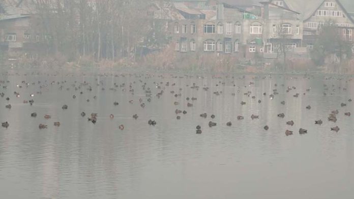 Migratory birds at Chatlam wetland. -Excelsior/Younis Khaliq