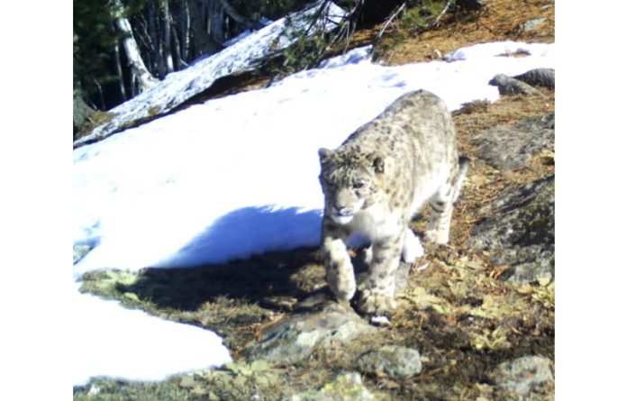 Snow leopard in Kishtwar.