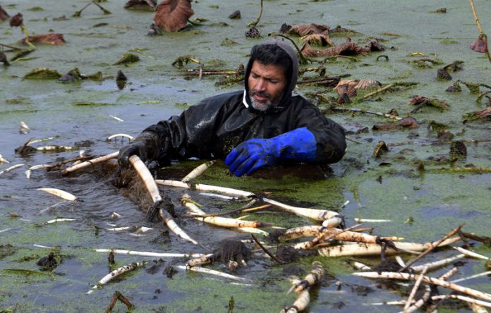 People extract lotus stems from the waters of Anchar lake on a cold winter day in Srinagar. - Excelsior/Shakeel