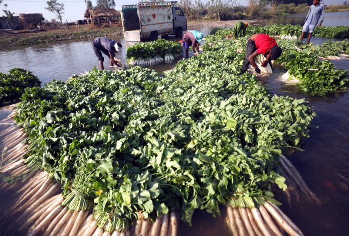 Farmers cleaning Radishes on the outskirts of Jammu before transporting them to vegetable market. —Excelsior/Rakesh
