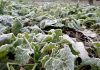 Frost coats Collard Greens in Kashmir as minimum temperature settled at minus 4.6 degree Celsius in Srinagar on Saturday. —Excelsior/Shakeel