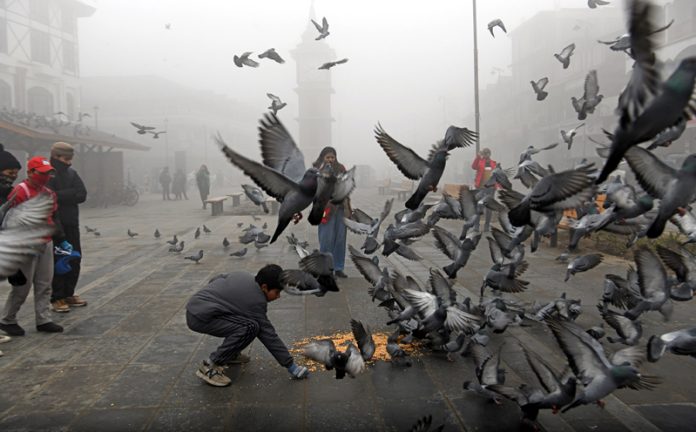 A boy feeds pigeons against the backdrop of the fog-shrouded historic Clock Tower at Lal Chowk, Srinagar. -Excelsior/Shakeel