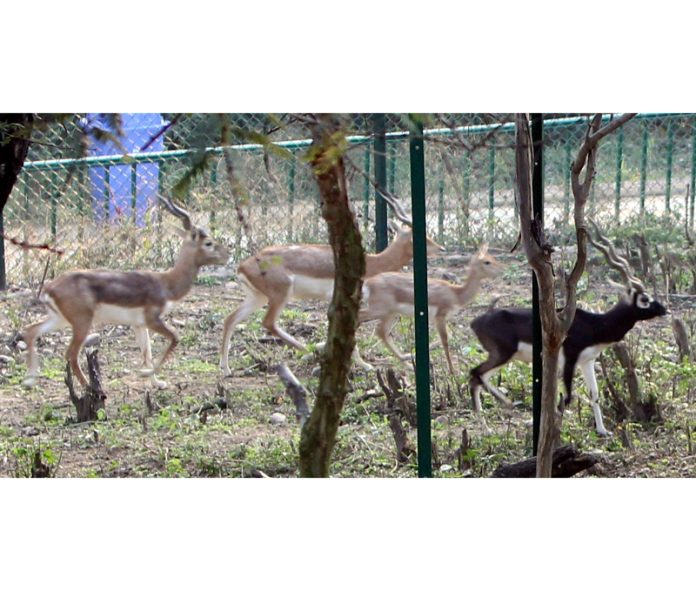 Black bucks in an enclosure at Jambu Zoo in Jammu.