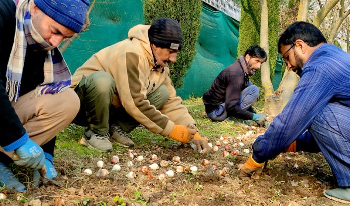 Gardeners busy planting bulbs at the famous Tulip garden in Srinagar. -Excelsior/Shakeel