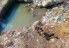 A polluted water body in Bhaderwah valley. -Excelsior/Tilak Raj