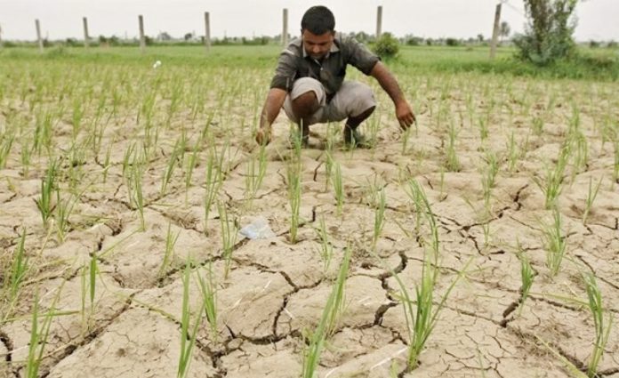 Concerns raise among farmers as prolonged dry spell threatens crops