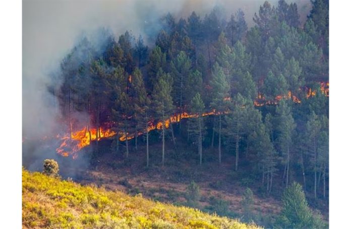 Massive forest fire in Mandi, Dera Gali; Army comes to rescue