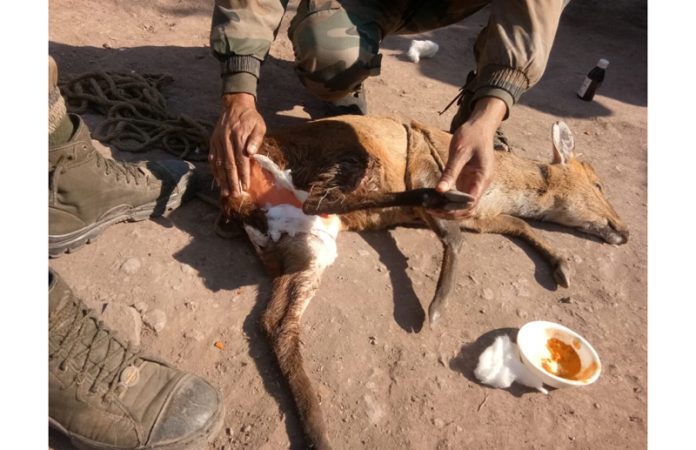 Injured deer after being trapped in fence on LoC rescued by Army in Rajouri Sector.