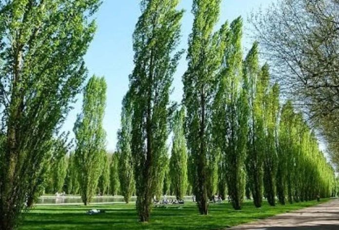 Kashmir Bat Makers Urge Govt For Mass Willow Plantation