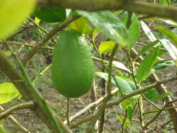 Assam Declares 'Kaji Nemu' Lemon as State Fruit, Boosting Local Agriculture
