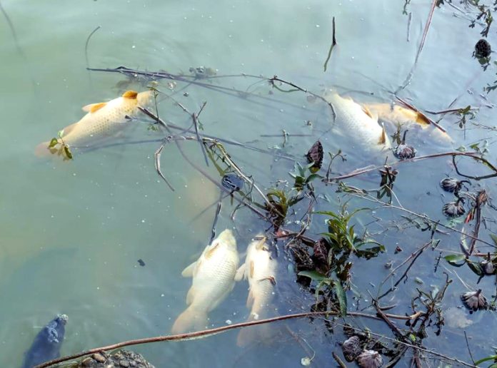 Dead fish floating on water in Mansar Lake