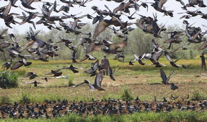 Jammu And Kashmir Sees Rise In Number Of Bird Species