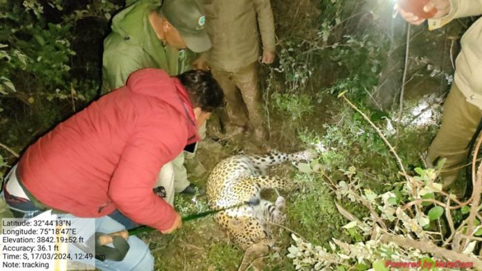 Officials of Wildlife Department trying to rescue a strangled leopardess. -Excelsior/K Kumar