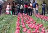 Tulip garden thrown open for visitors in Srinagar. —Excelsior/Shakeel