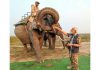 Prime Minister Narendra Modi feeds sugarcane to Lakhimai, Pradyumna and Phoolmai elephants during his visit to Kaziranga National Park, in Assam on Saturday. (UNI)