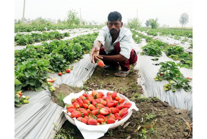 A worker collects strawberrys in a farm at R S Pura area of Jammu. — Excelsior/Rakesh
