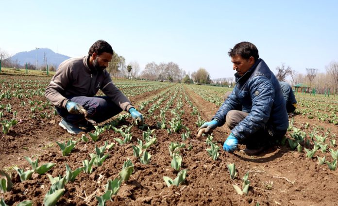 Gardeners busy at Tulip Garden Srinagar on Friday. -Excelsior/Shakeel