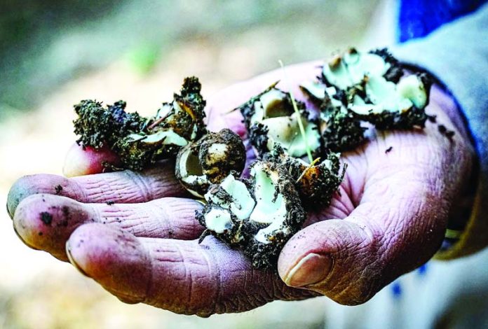 Hands narrate the search for wild vegetables, Shajkan or Kanpopar, amidst the scenic landscape of Gujjar Sangri in North Kashmir’s Baramulla district. —Excelsior/Aabid Nabi